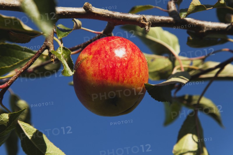 Royal Gala apples growing on the tree in Grange Farms orchard.