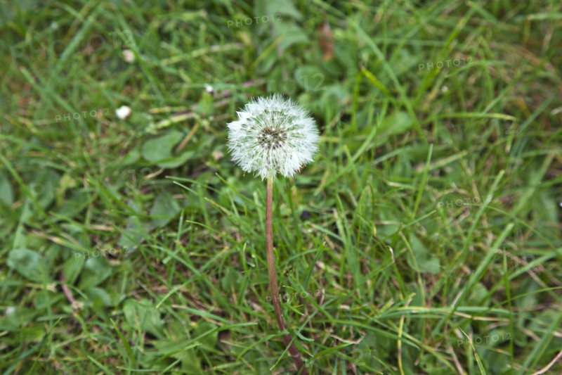 Flowers Dandelion Clock growing amongst grass.