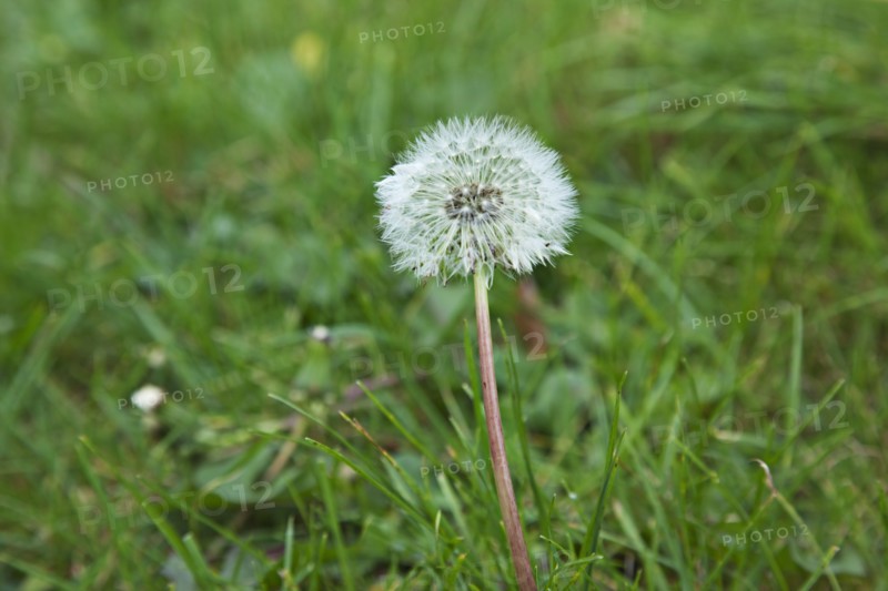 Flowers Dandelion Clock growing amongst grass.
