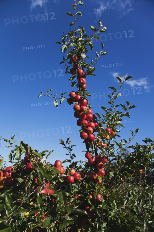 Royal Gala apples growing on the tree in Grange Farms orchard.