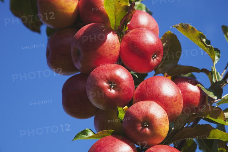 Royal Gala apples growing on the tree in Grange Farms orchard.