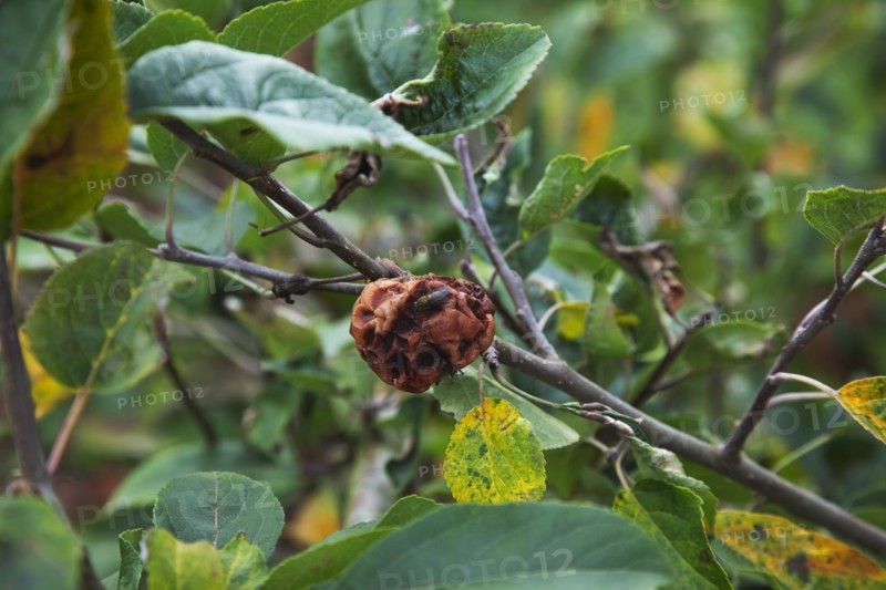 Katy apples rotting on the tree having not been picked at Grange Farms orchard.