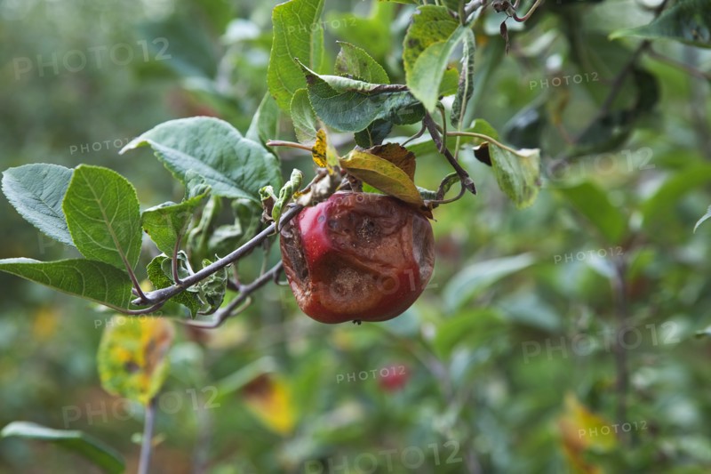 Katy apples rotting on the tree having not been picked at Grange Farms orchard.