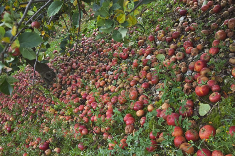 Katy apples rotting on the ground having fallen from the tree in Grange Farms orchard.