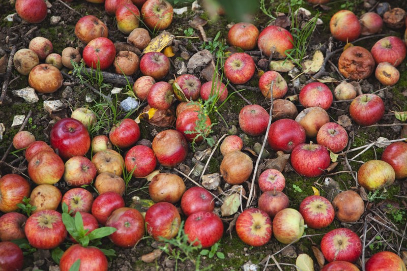 Katy apples rotting on the ground having fallen from the tree in Grange Farms orchard.