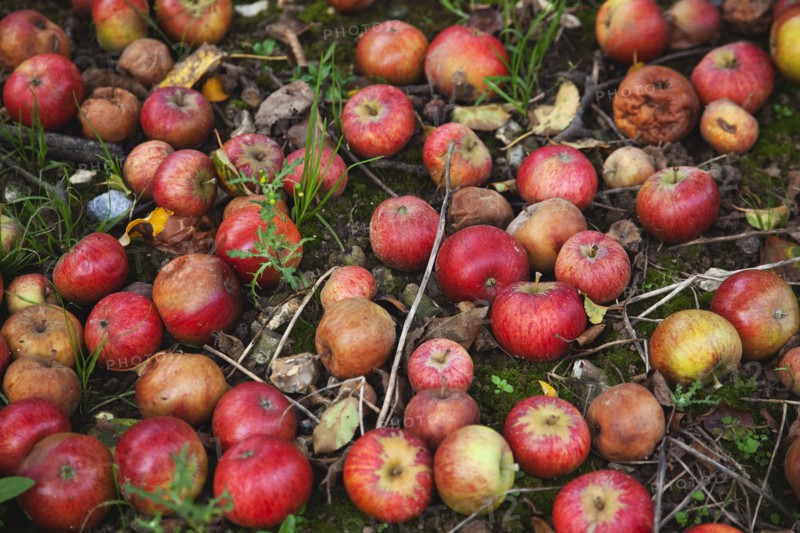 Katy apples rotting on the ground having fallen from the tree in Grange Farms orchard.