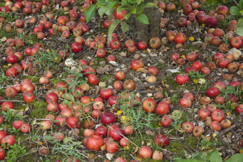 Katy apples rotting on the ground having fallen from the tree in Grange Farms orchard.