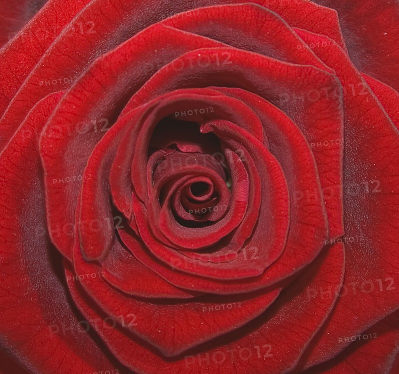 Close up studio shot of single red rose showing pattern of petals..