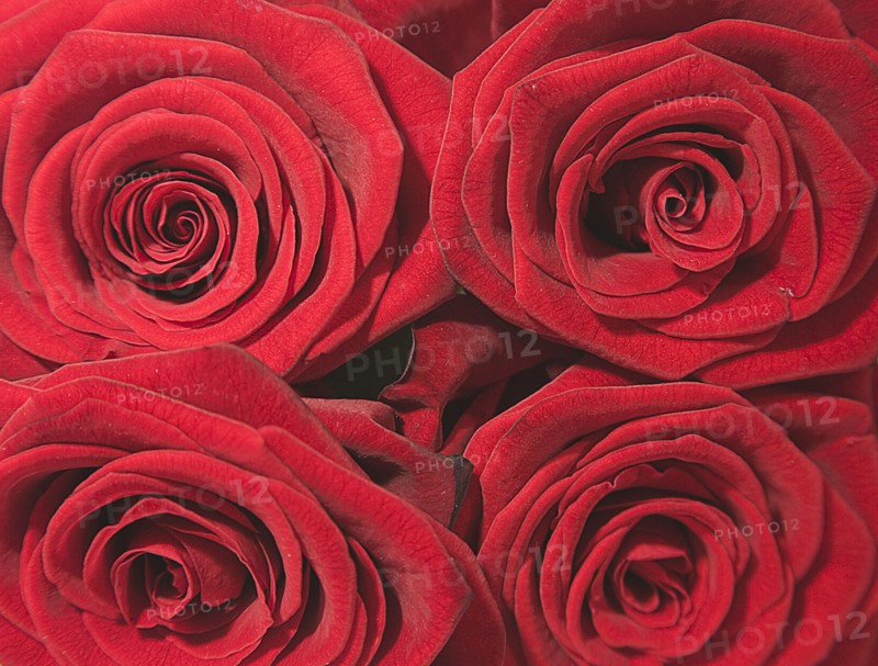 Close up studio shot of four red roses showing pattern of petals..