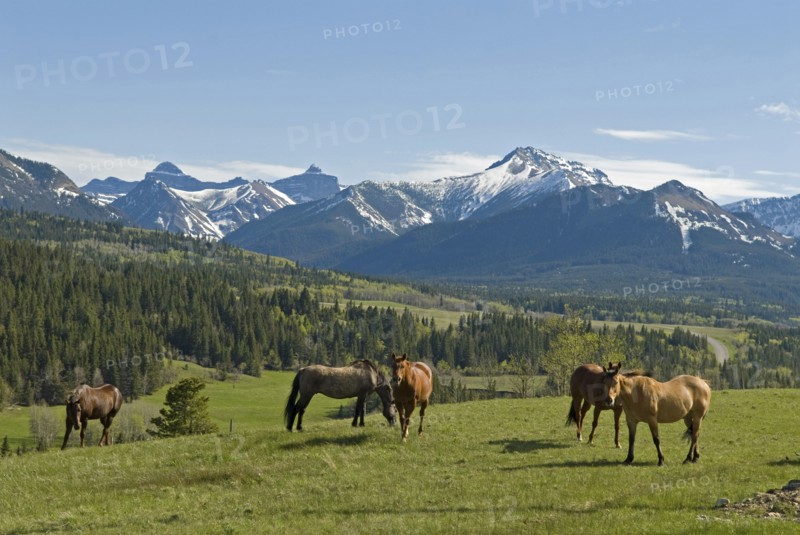 Horse ranching in the Gladstone Valley with the Rocky Mountains in the background Six horses in foreground