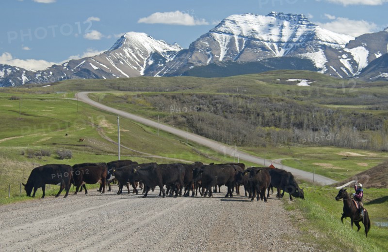 Spring cattle drive in the shadow of the Rocky Mountains. A rancher on his horse ready to throw his lasso