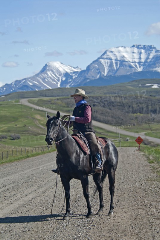 Spring cattle drive in the shadow of the Rocky Mountains A rancher in cowboy garb on his horse with his lasso at the ready herding his cattle across a snaking gravel road to better grazing on his ranch