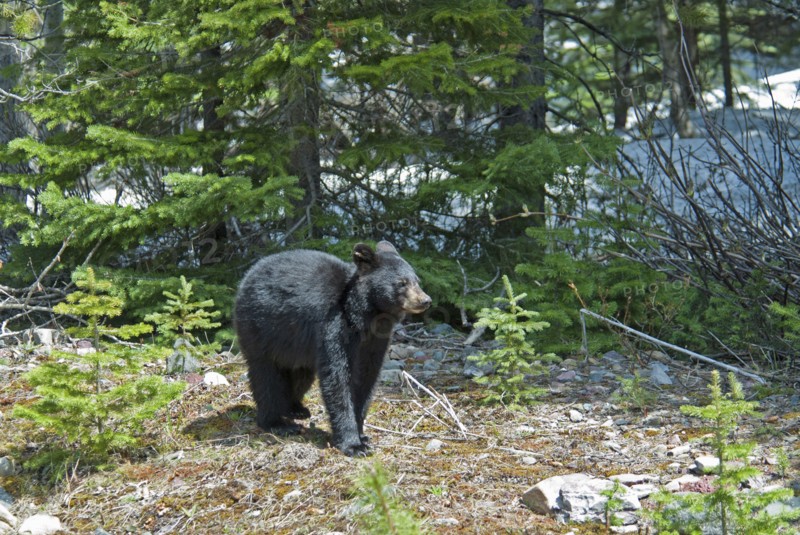 Black Bear cub Ursus americanus at this UNESCO World Heritage Site Evening light glinting on black fur