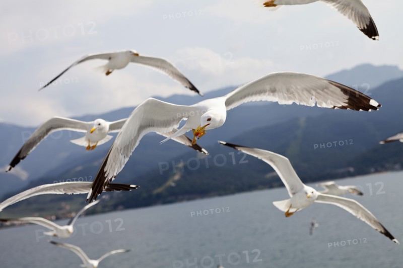 Flock of Seagulls in flight.