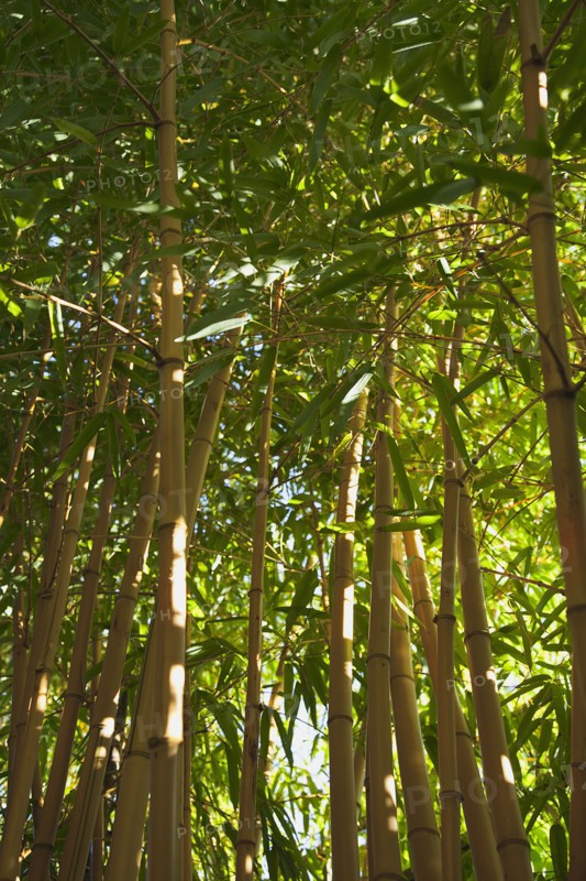 Bamboo.
