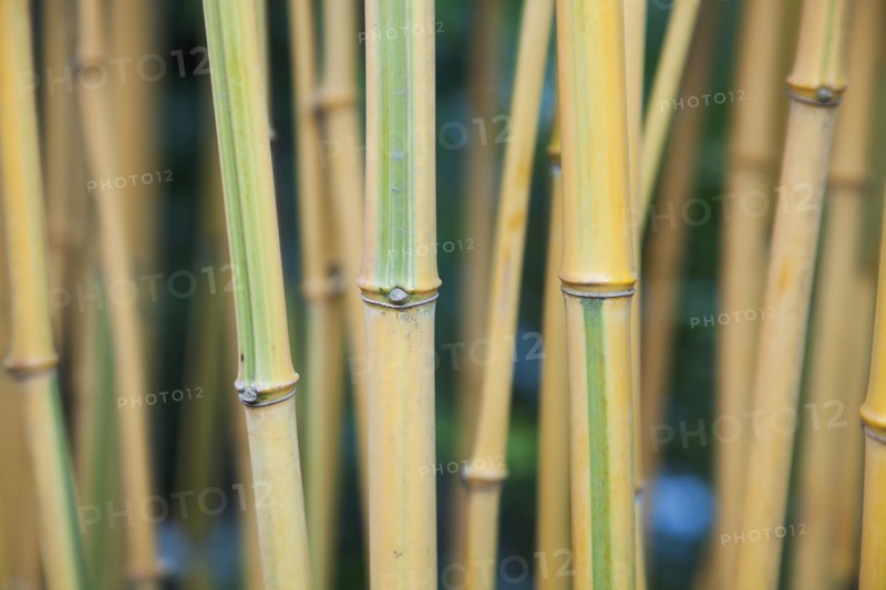 Bamboo.