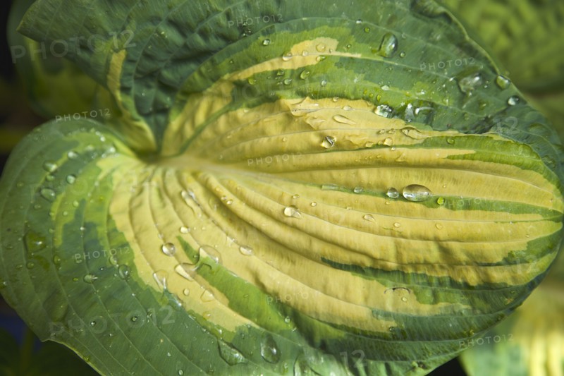 Detail of water droplets on green and yellow leaves