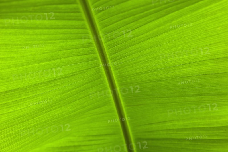 Banana Detail of green banana leaf.