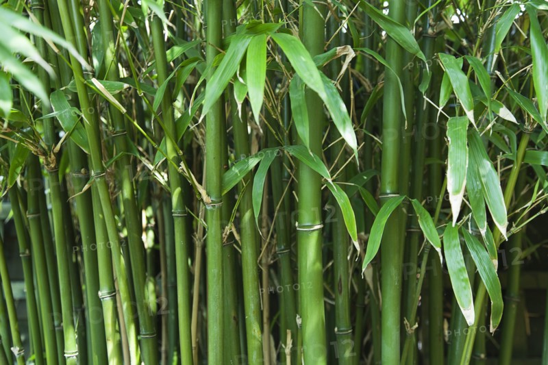 Bamboo. Semiarundinaria Fastuosa.