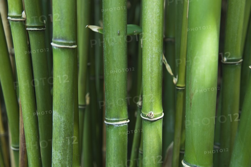 Bamboo. Semiarundinaria Fastuosa.