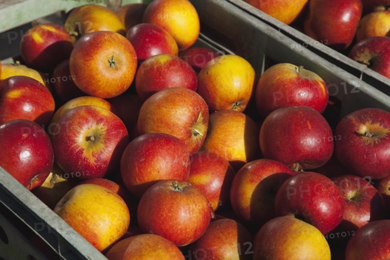 Katy apples growing on the tree in Grange Farms orchard.