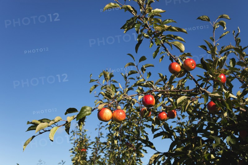 Royal Gala apples growing on the tree in Grange Farms orchard.