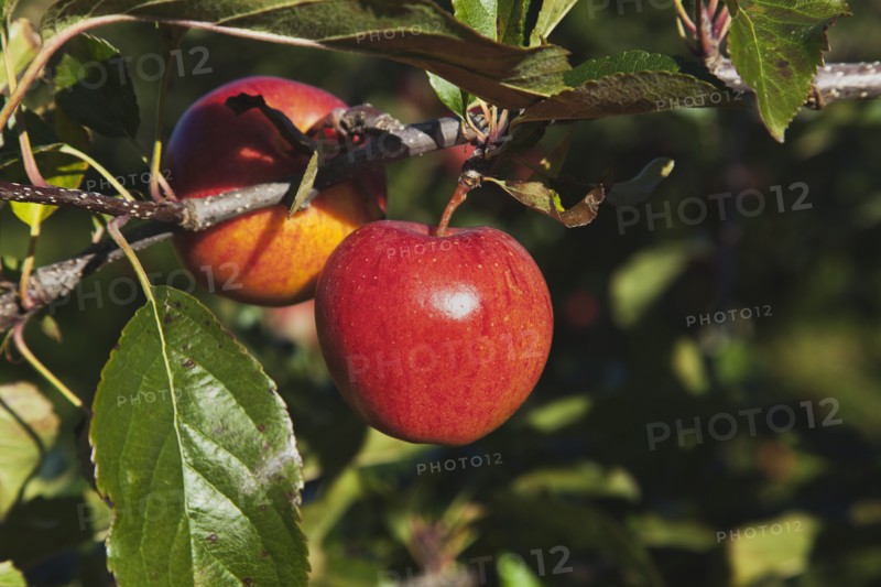 Royal Gala apples growing on the tree in Grange Farms orchard.