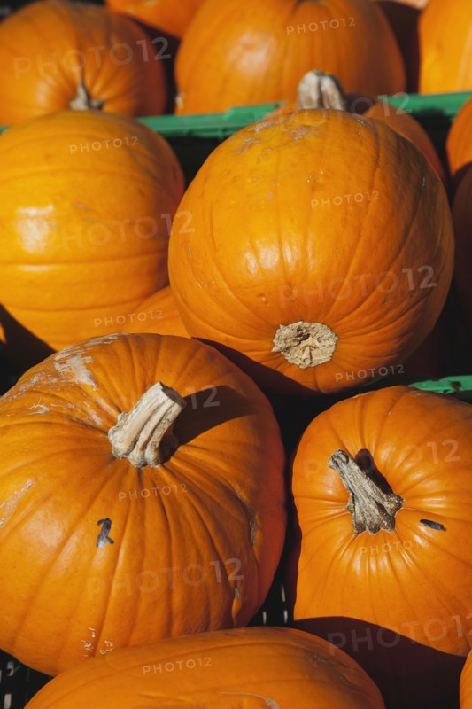 Pumpkins for sale at Grange Farms market store.