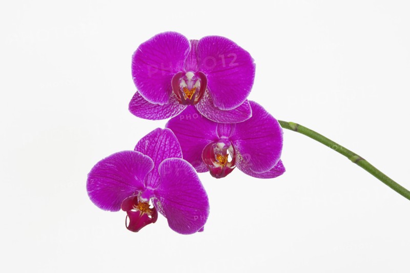 Orchid against white background.