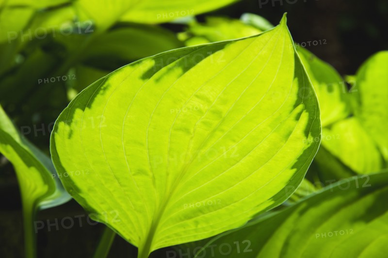 Green leaves with sunlight shining through