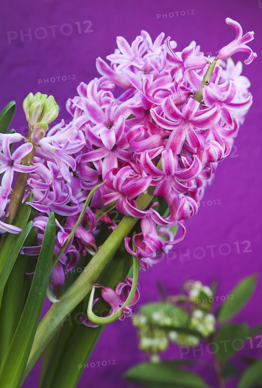 Hyacinth Pink Hyacinth against purple background.