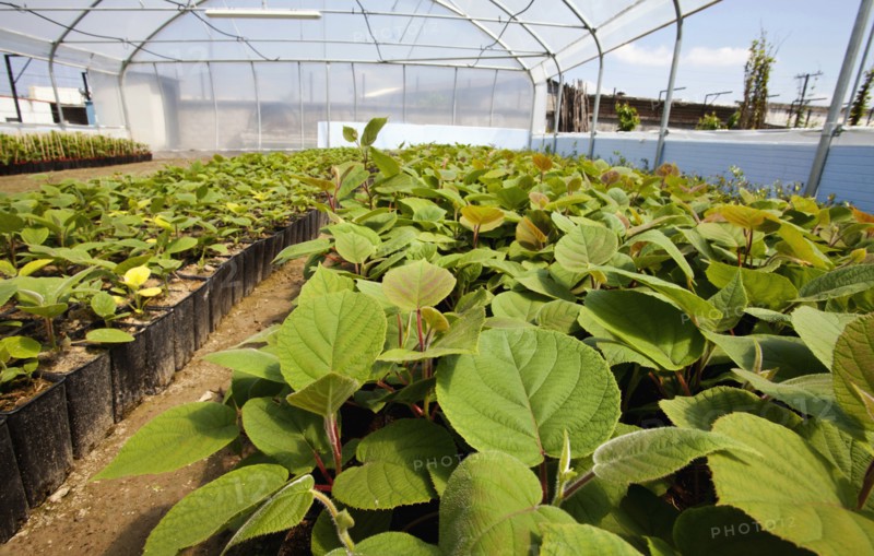 Greenhouse nursing young plants.