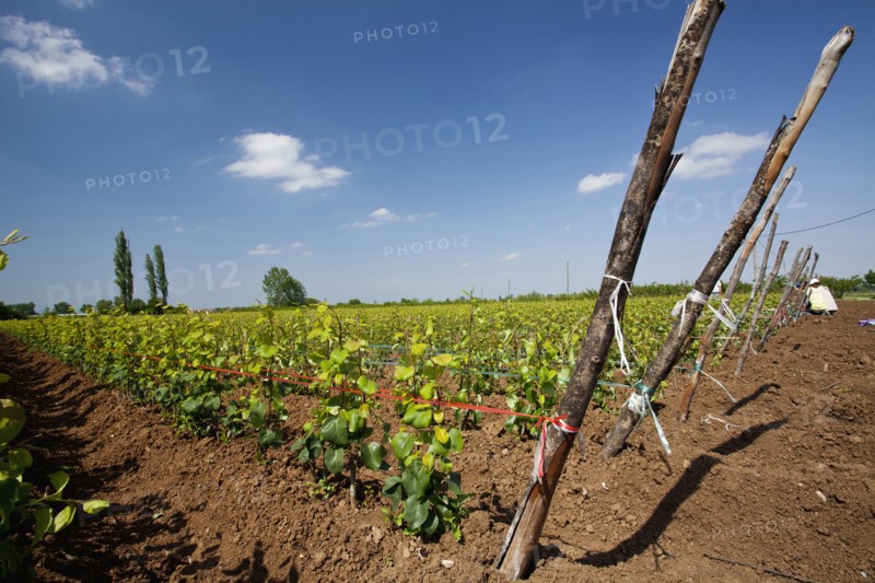 Young pear trees lined up at a plantation.