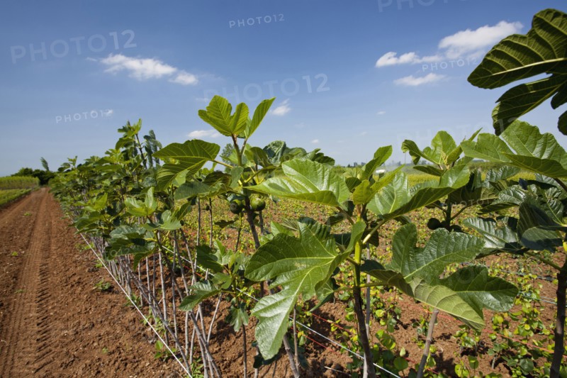 Young fig trees lined up at a plantation farm.