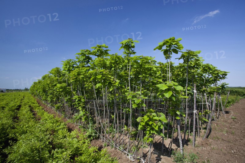 Catalpa bignonioides young Indian Bean Trees lined up at a plantation.