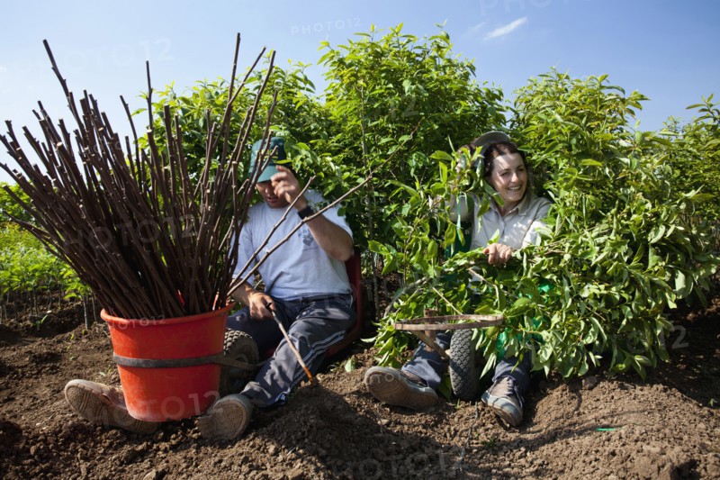 Working man and woman grafting trees.