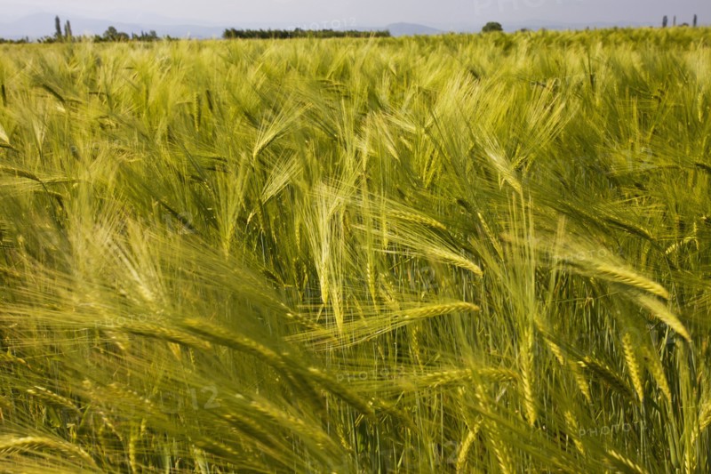 Field of wheat swaying in the wind.