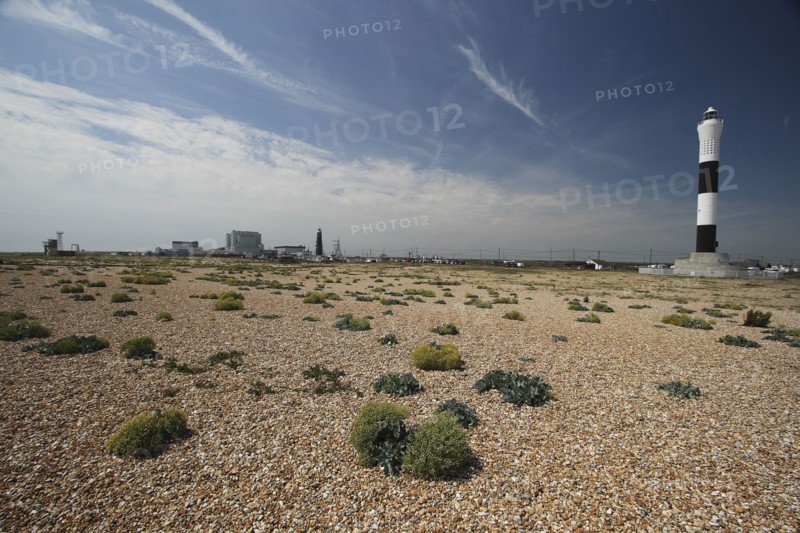 View across shingle beach with sea Kale in the foreground and the Nuclear Power Station on the horizon..