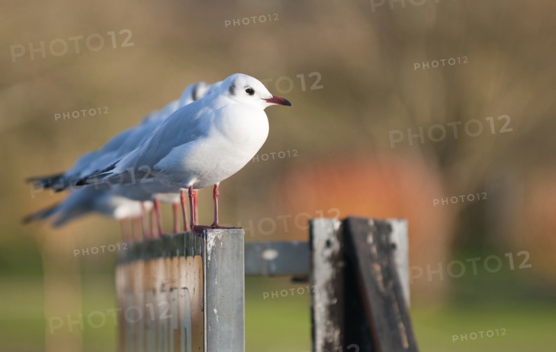 Group Five black-headed gulls perched in a row on the river Thames Hambleden Lock