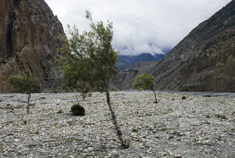 Sparse trees at Kali Gandaki rock strewn riverbed.