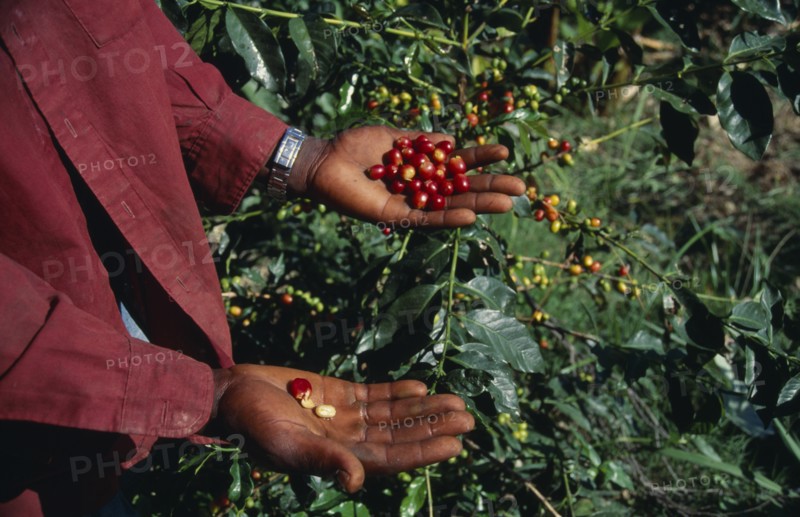 West Indies, Jamaica, Agriculture, Cropped shot of person standing beside coffee bush holding ripe coffee beans on outstretched hands. Photo : Gavin Wickham