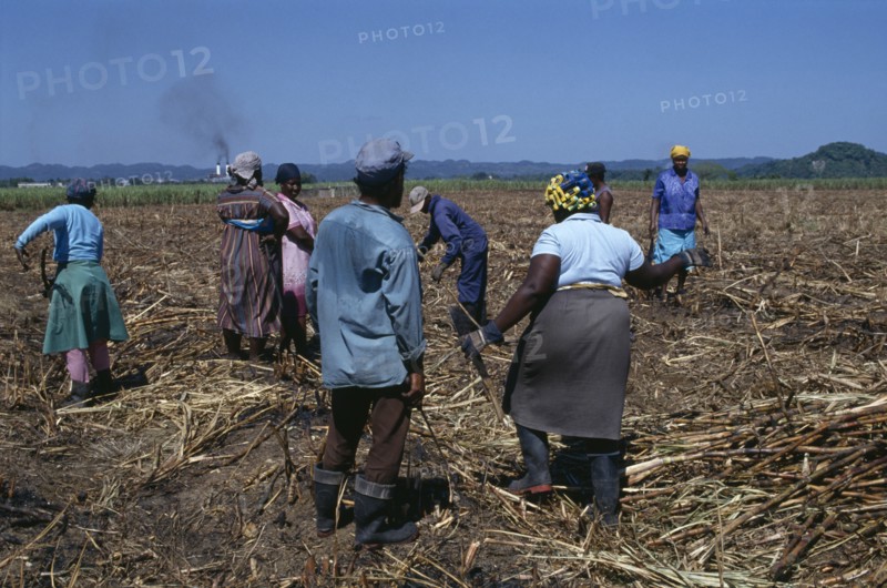 West Indies, Jamaica, Westmoreland Parish, Women clearing sugar cane field after the cane has been cut on the Eastern Plantation. Photo : Nancy Durrell McKenna