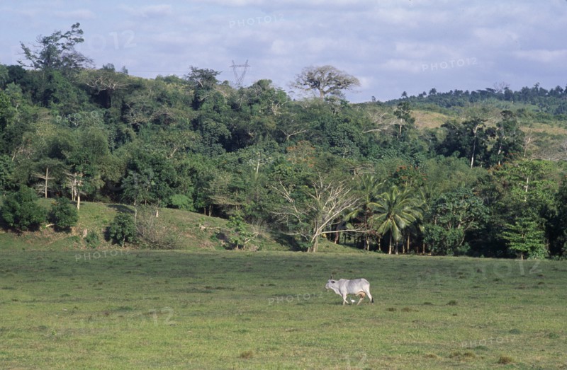 West Indies, Jamaica, Cockpit Country, Cow and egret in lush green landscape. Photo : Juliet Highet