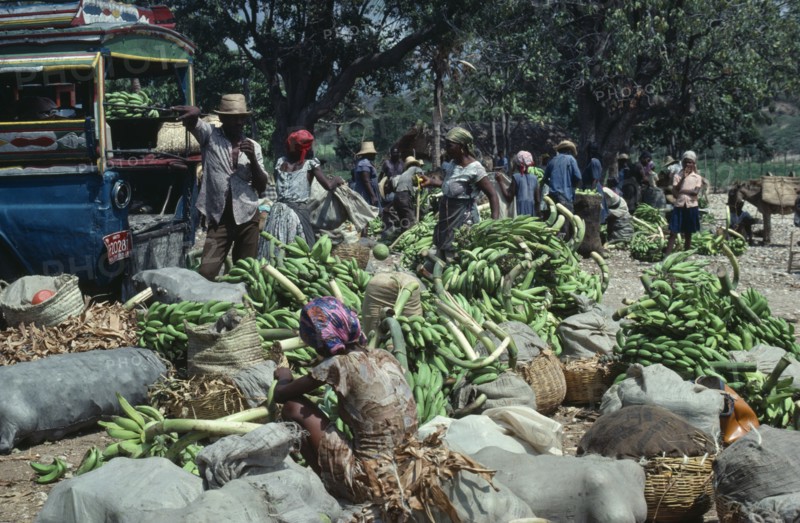 Haiti, Markets, Banana vendors in street market. Photo : Sarah Errington