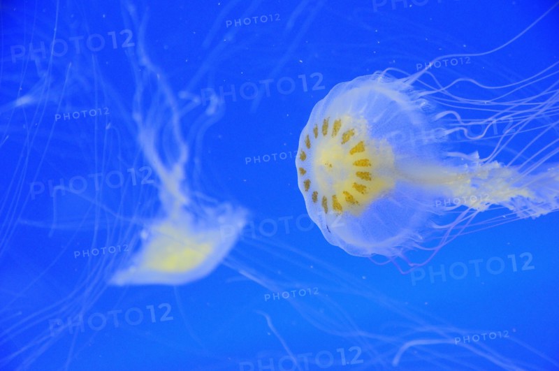 Mexico, Veracruz, Jellyfish native to Veracruz at the Veracruz Aquarium. Photo : Nick Bonetti