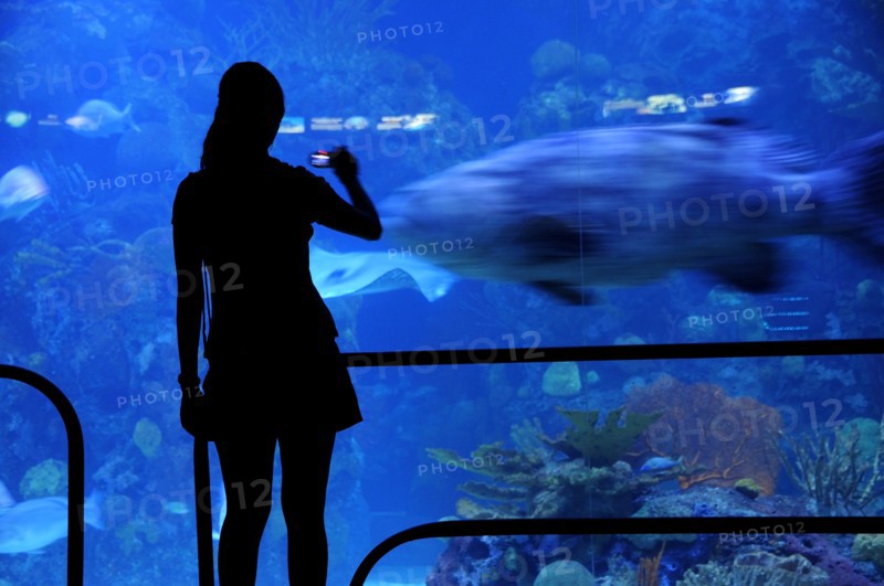 Mexico, Veracuz, Visitor silhouetted against glass watching fish at the Aquarium using mobile phone to take photograph. Photo : Nick Bonetti