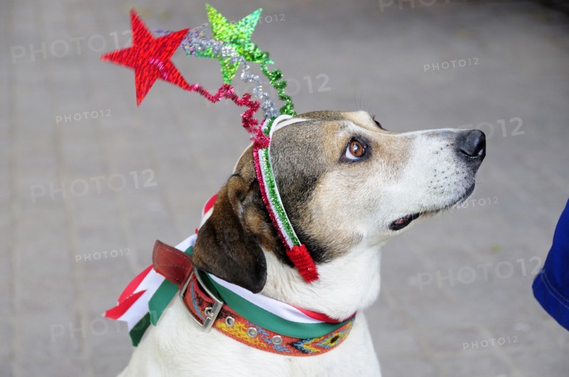 Mexico, Bajio, San Miguel de Allende, El Jardin Dog dressed for Independence Day celebrations. Photo : Nick Bonetti