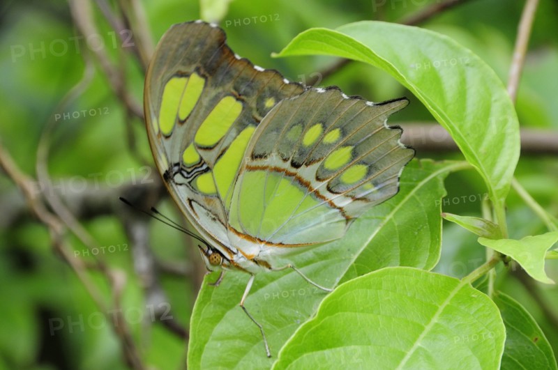 Mexico, Jalisco, Puerto Vallarta, Green butterfly on leaf with folded wings in Las Juntas Botanical Gardens. Photo : Nick Bonetti