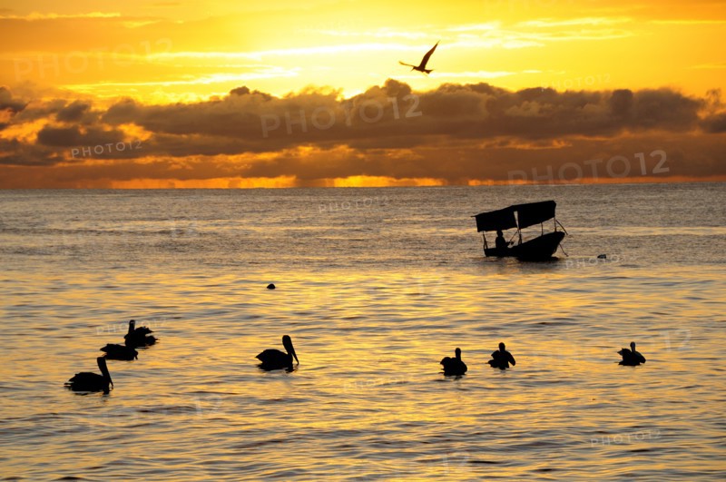 Mexico, Jalisco, Puerto Vallarta, Playa Olas Altas Pelicans and fishing boat silhouetted on water at sunset. Photo : Nick Bonetti
