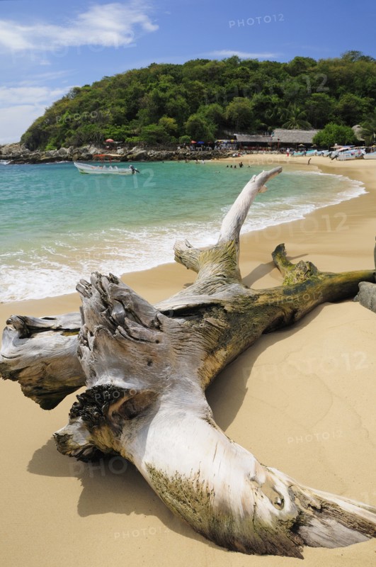 Mexico, Oaxaca, Puerto Escondido, Puerto Escondido Bleached tree stump on sand at Playa Manzanillo beach with tourist boats people and tree covered headland beyond. Photo : Nick Bonetti